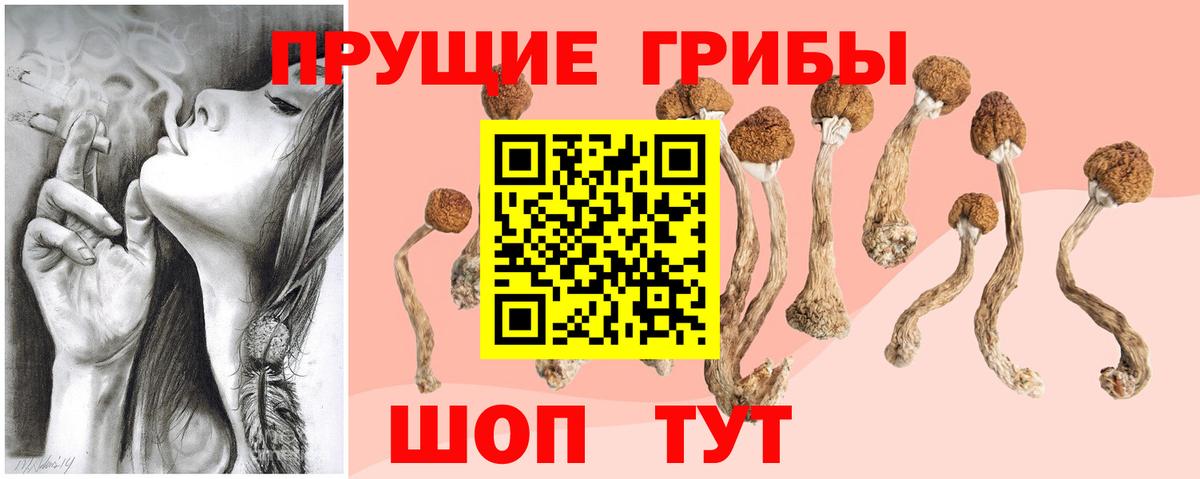 Псилоцибиновые грибы Cubensis Крымск
